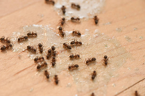  Black Creek, WI Pest Control Pros